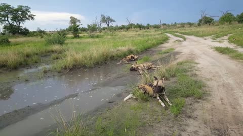 Group of African wild dogs at Moremi Game Reserve in Botswana