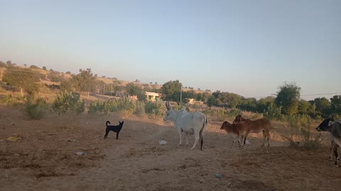 Amazing Fight With Black Dog And White Cow