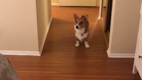 Corgi don’t want any of this