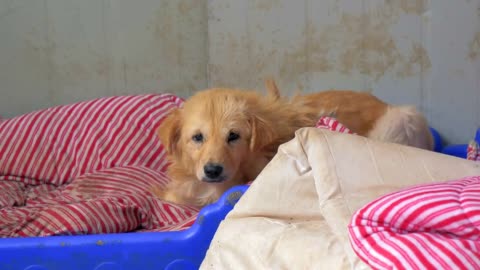 Lonely stray dog lying on the blanket in shelter, suffering hungry miserable life