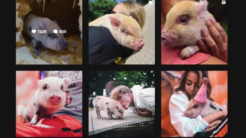 🐖 Lawyer on Logan Paul's "Daughter" (Pig) Rescued from Near Death 🐖