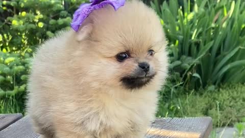 Adorable puppy in flower