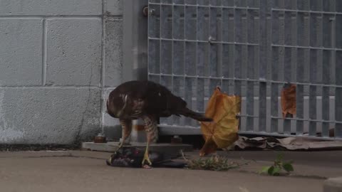 Cooper’s Hawk Devours Pigeon Alive 🦅🕊️