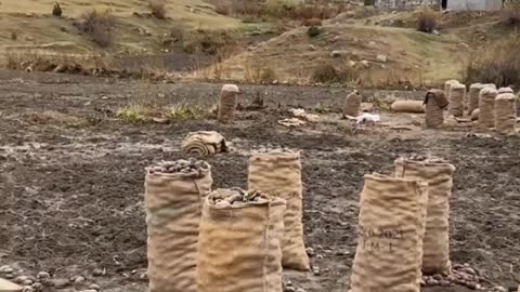 Potato harvesting in remote mountsins