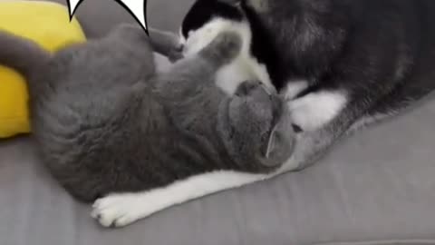 Incredibly best friendship between cat and dog