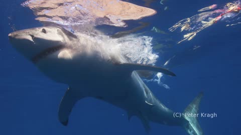 Great White Shark Cage Diving Guadalupe Island