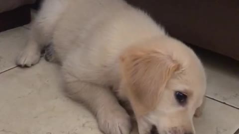 Puppy dog eating carrot on floor