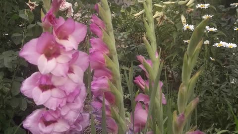 Purple gladioli