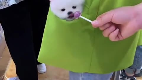 Cute baby Dog