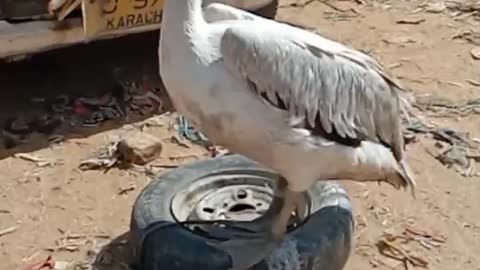 Poor Pelican