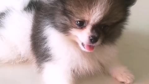 Small white brown dog running away from owners hand tile floors