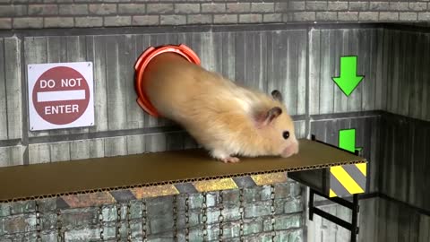 🐹 Hamster escapes the amazing maze! 🐹 Real life traps