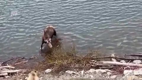 Look What This Bear Did When It Came Close to Crocodile