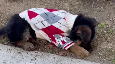 He likes to play with dirt like a little kid