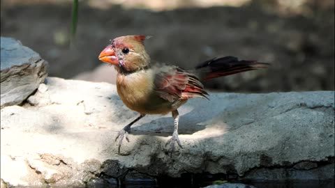 Cardinals at the Pond