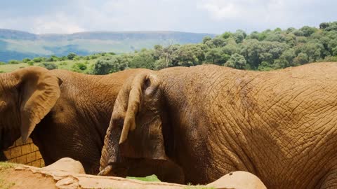 Close Up Shot of Elephants