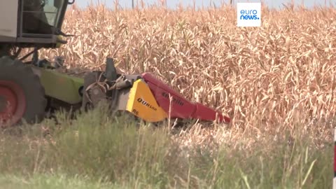 Farmers call for government actions as severe drought in Serbia forces early harvests