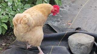 OMC! Bug hunting and beak cleaning! #chickens #hens #orpington #chickenlife #beak #cleaning #shorts