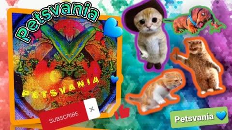 Welcome to our channel Petsvania 💙🐈🐱💕