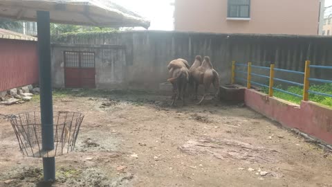 Two camels are chatting