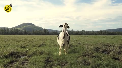 Funny Cow 🐄Dance👯