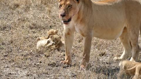 Mama Lion hangs out with her Babies.