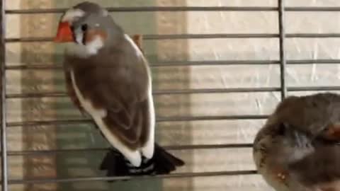 Male Zebra Finch chirping