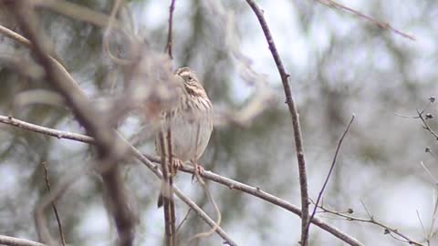 Song sparrow call _ singing _ song variations