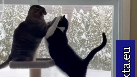 Does this cat fight remind you something?