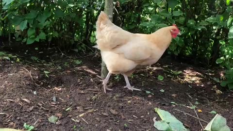 OMC! To walk with chickens! #walkthrough #walk #chickens #shorts #backyardchickens #shortsvideo #hen