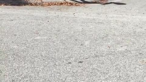 Cat walks home from school with little girl