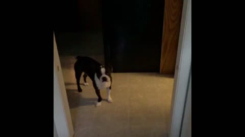 Hyper Boston Terrier Gets His Workout In Early Morning Style