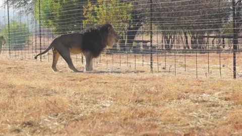 Kevin Richardson Encounters LION TURF WARS