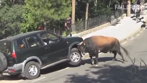 This bull just flipped the car ??