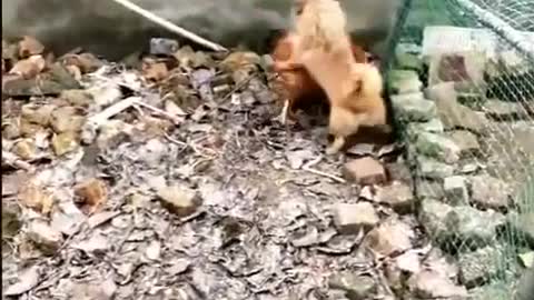 Chicken fighting with dog, fun caught on camera.