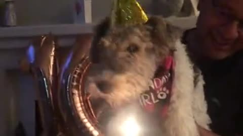 Dog Celebrates 16 Birthday (Vet Said She Would Die At Six)