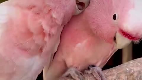 cute parrots