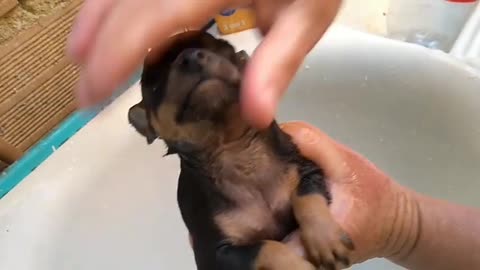 Pinscher puppy taking its first bath | 1st bath of the crying puppy 2021