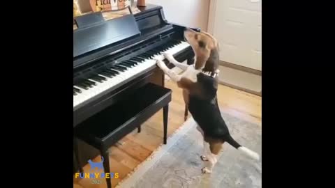 Funny dog video