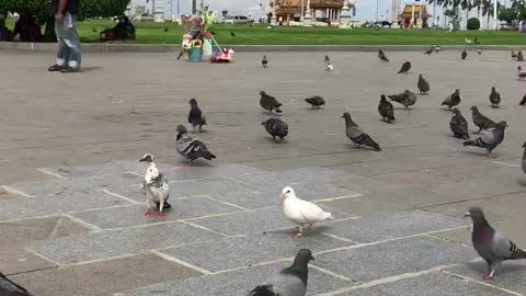 Pigeons at Royal Palace park, Phnom Penh