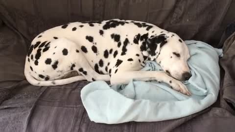 DALMATIAN DOG REACTING TO A RINGTONE