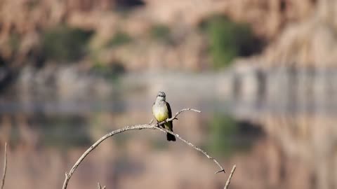 Bird Perched on a Bent Branch