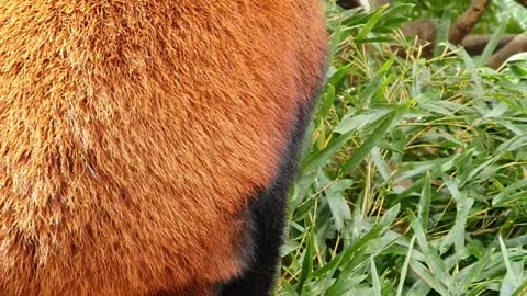 Lesser Panda showing the dining scene