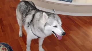 Sassy husky