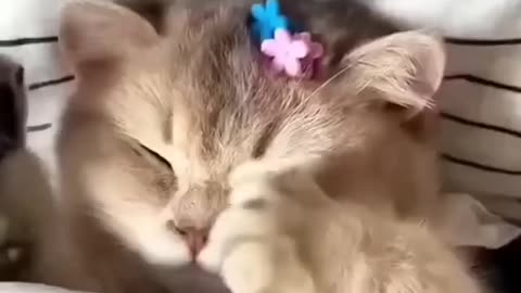 Cats cute video 😍