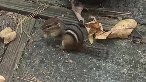 Suburban Chipmunk