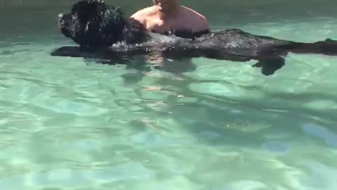 Owner teaches giant Newfoundland how to swim