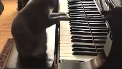 Cat playing the piano