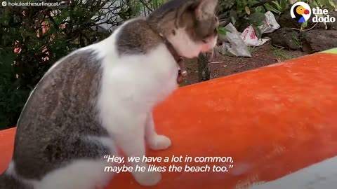 This Hawaiian Cat Loves Surfing With His Parents _ SMART PETS Ever 2024