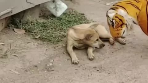 Troll Prank Dog Funny & fake Lion and Fake Tiger Prank To dog & Huge Box Prank to dog